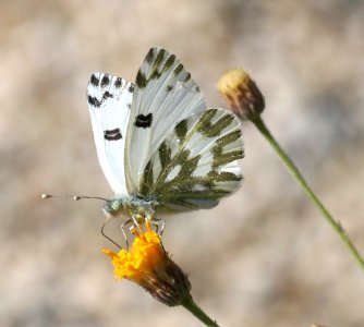 WHITE, BECKER'S (Pontia beckerii) (3-26-2016) plum wash, anza-borrego state park, san diego co, ca -01