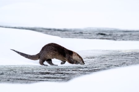 River otter dive sequence (2)