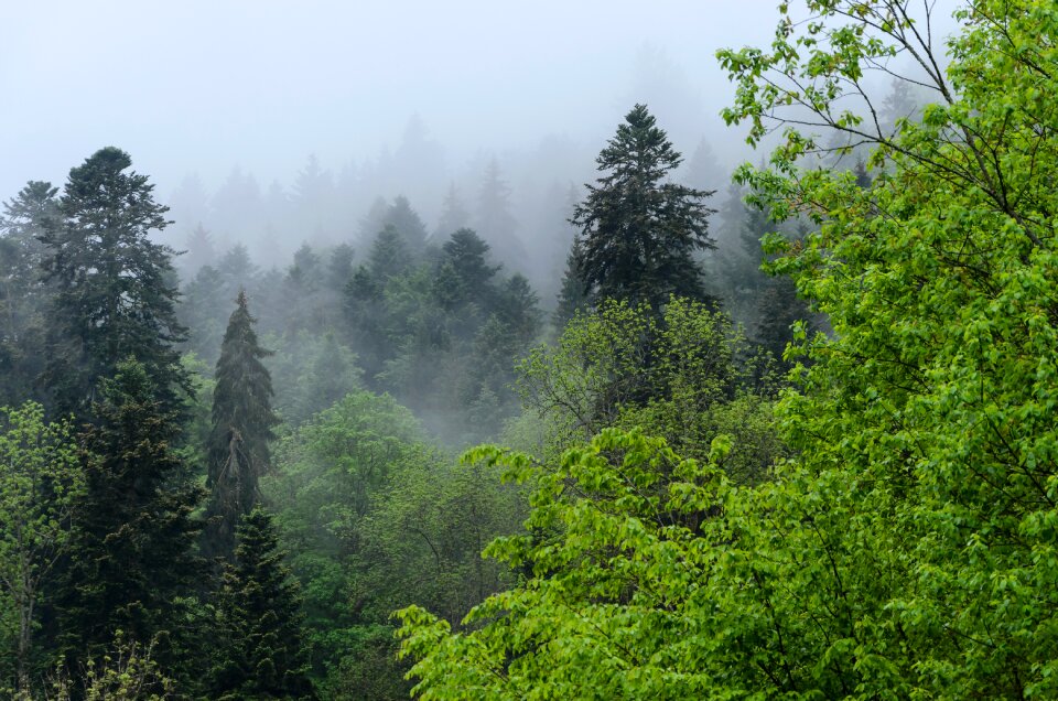 Forest nature trees