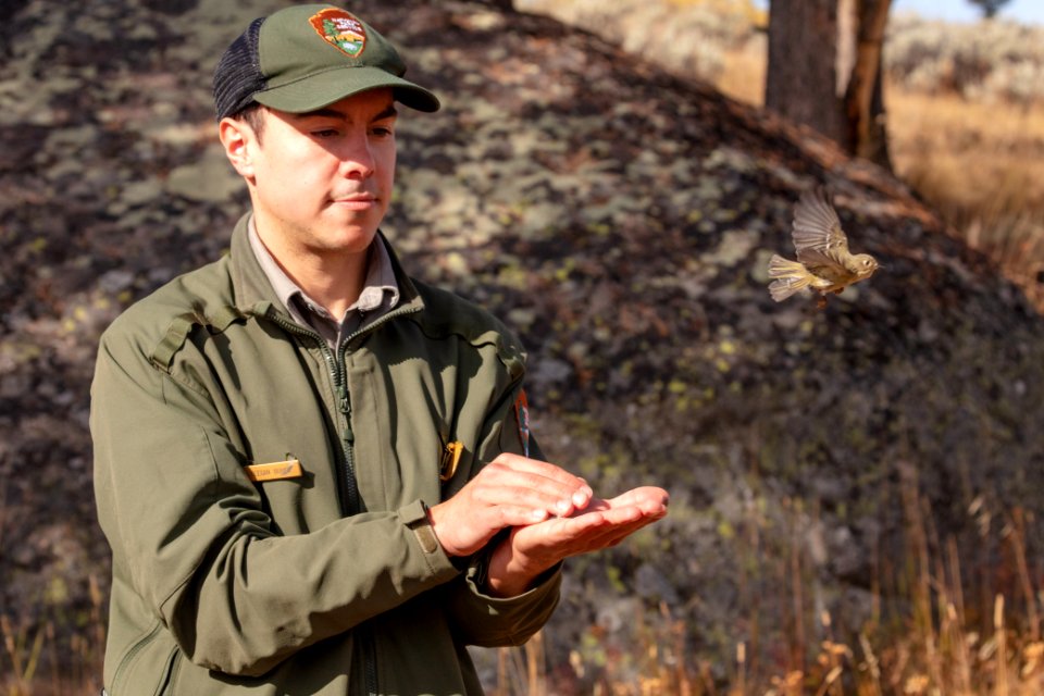 Yellowstone Bird Program (22): Biological Science Technician Keegan Burke releases a ruby-crowned kinglet