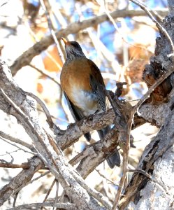 755 - RUFOUS-BACKED ROBIN (2-5-2018) south of santa gertrudis lane, tumacacori, santa cruz co, az -05 - Copy