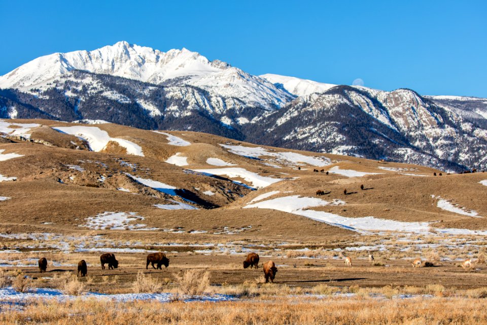 Full moon setting over Electric Peak with pronghorn, elk, and bison
