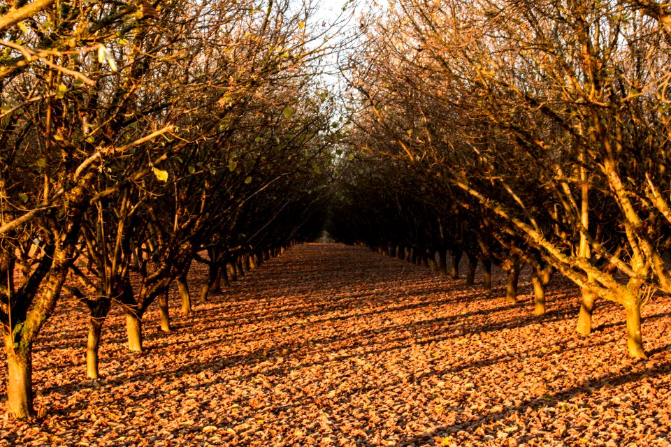 Hazelnut orchard in fall