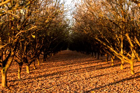 Hazelnut orchard in fall photo