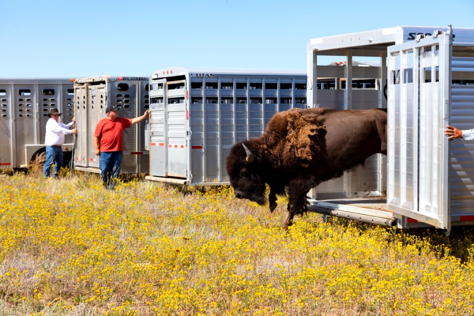 First group of Yellowstone bison exiting the trailers at Ft. Peck Indian Reservation