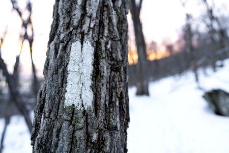 Appalachian Trail Blaze