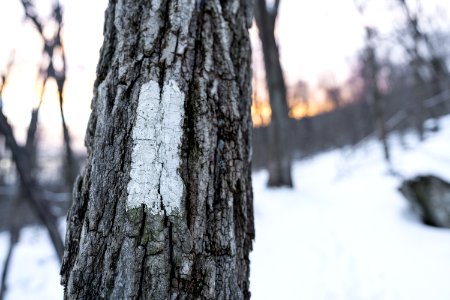 Appalachian Trail Blaze photo