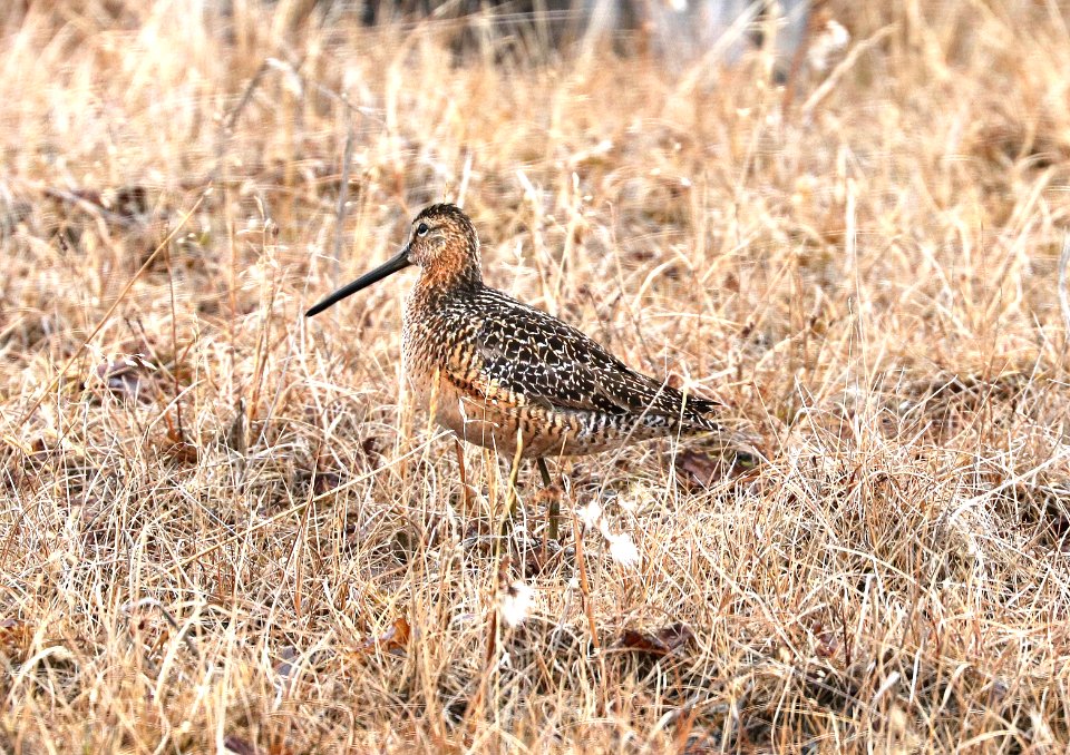332 - LONG-BILLED DOWITCHER (6-15-2016) barrow, alaska -03