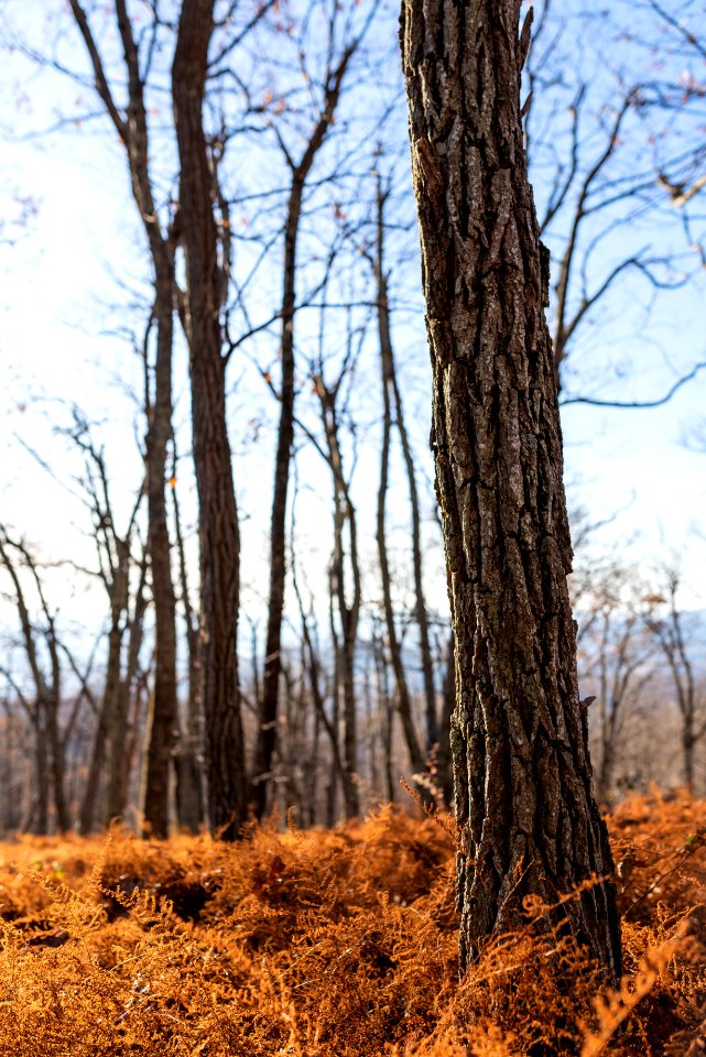 Fall Ferns