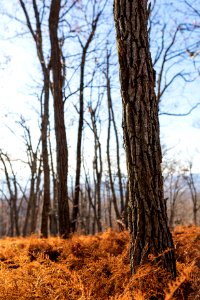 Fall Ferns