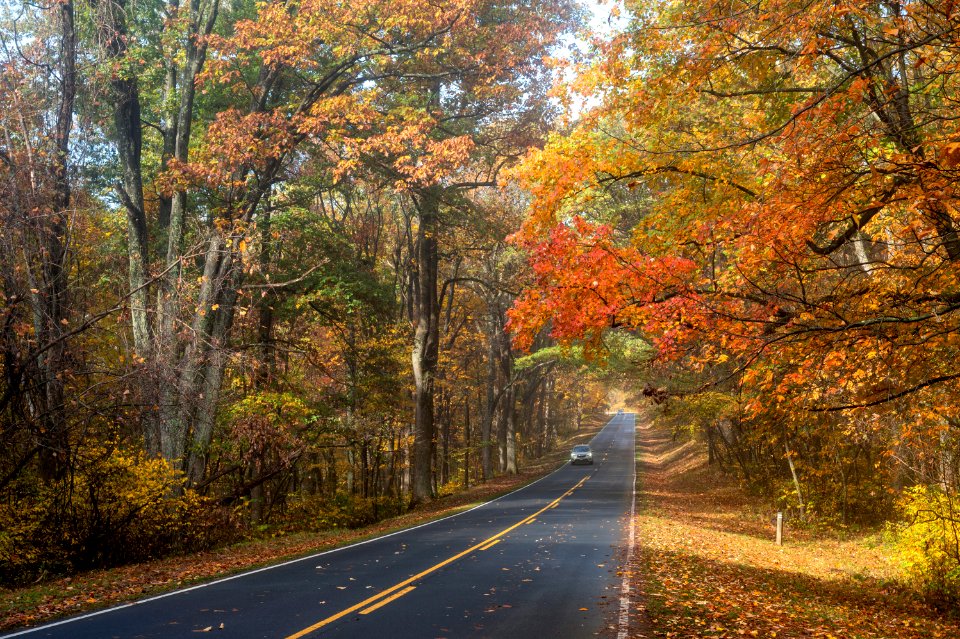 Low Gap Fall Splendor