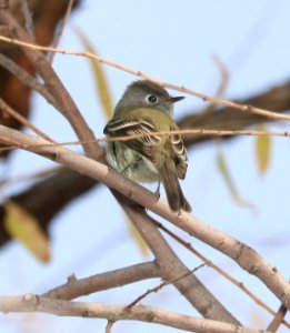 580 - HAMMOND'S FLYCATCHER (12-16-2017) lake patagonia, santa cruz co, az -02