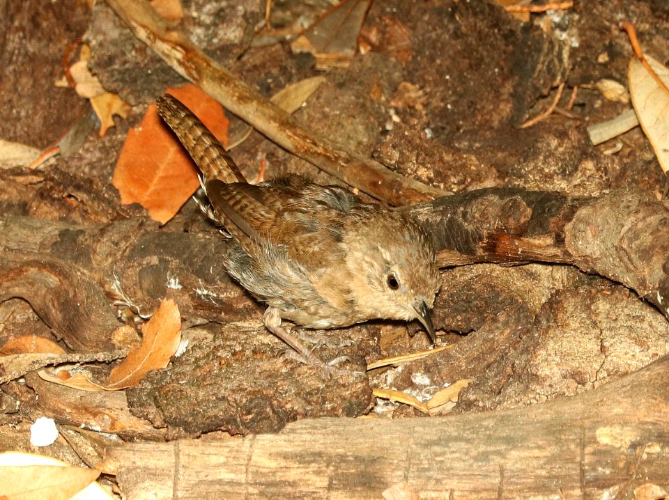 692 - HOUSE WREN (8-17-2018) madera canyon, santa cruz co, az -01