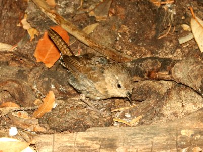 692 - HOUSE WREN (8-17-2018) madera canyon, santa cruz co, az -01