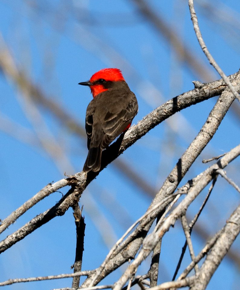589 - VERMILION FLYCATCHER (3-8-2017) west end patagonia lake, santa cruz co, az -02