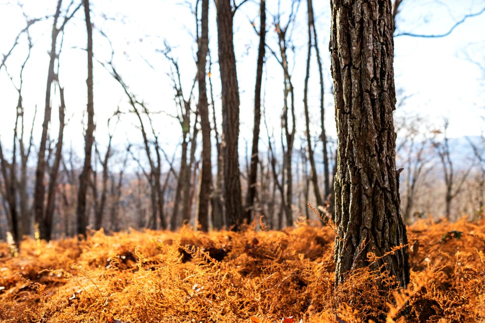 Late Fall Fern "Carpet"