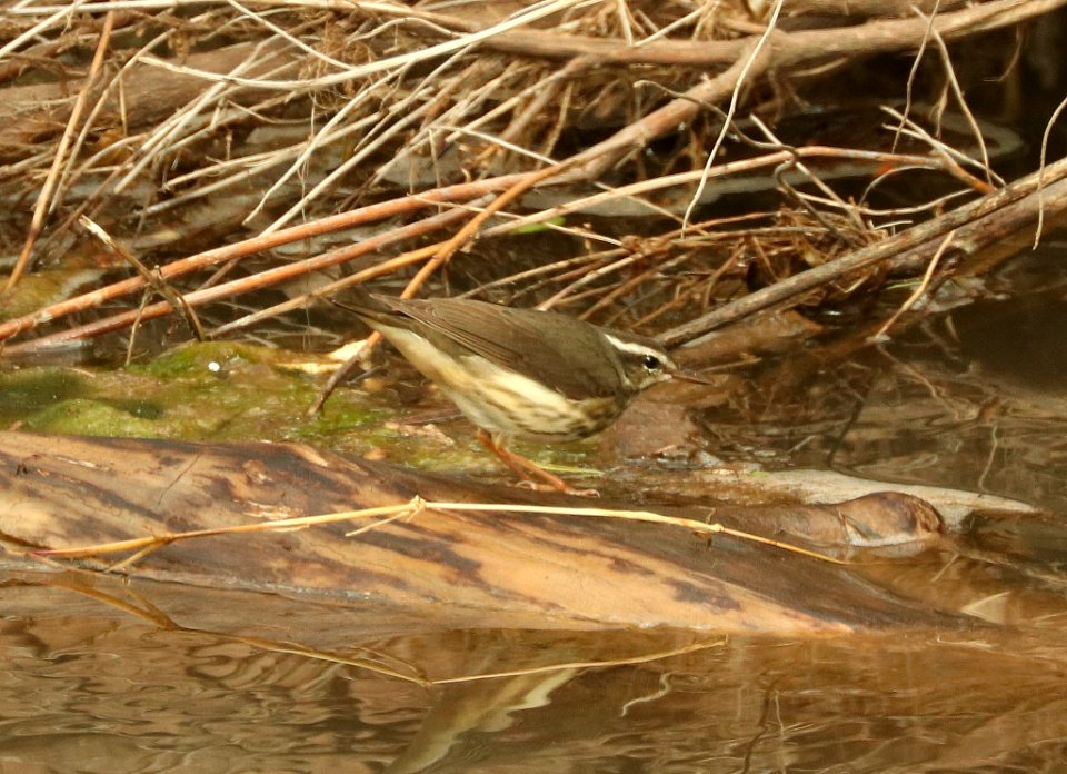 798 - LOUISIANA WATERTHRUSH (2-13-2019) san pedro house n of bridge, cochise co, az -01