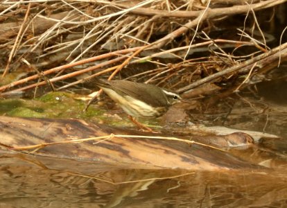 798 - LOUISIANA WATERTHRUSH (2-13-2019) san pedro house n of bridge, cochise co, az -01