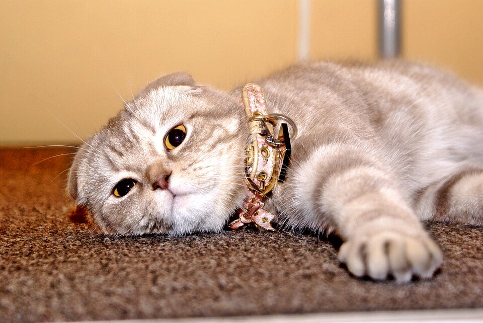 Comfort animal love