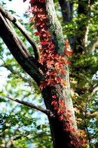Virginia Creeper Lights Up a Tree