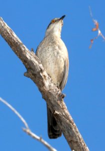767 - CURVE-BILLED THRASHER (3-16-2017) patagonia lake, santa cruz co, az -02