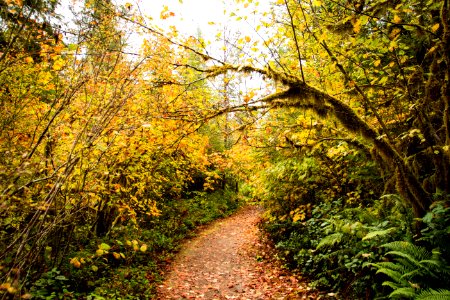 Canyon Creek Trail, in the Opal Creek Wilderness Area, Oregon photo