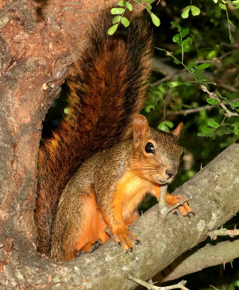 SQUIRREL, EASTERN FOX (Sciurus niger) (10-30-2020) bentsen state park, mission, hidalgo co, tx -02