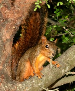 SQUIRREL, EASTERN FOX (Sciurus niger) (10-30-2020) bentsen state park, mission, hidalgo co, tx -02