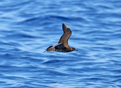 398 - LONG-TAILED JAEGER (6-2-2017) off hatteras, dare co, nc -07
