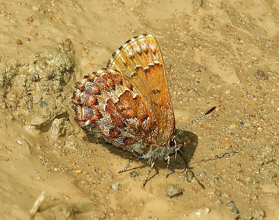 ELFIN, EASTERN PINE (Callophrys niphon) (6-2-2018) crawford co, mi -03