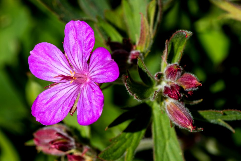 Sticky Geranium - Geranium viscosissimum