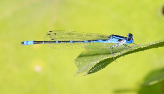 BLUET, FAMILIAR (Enallagma civile) (9-27-2020) pesqueira pit, santa cruz co, az -01 male