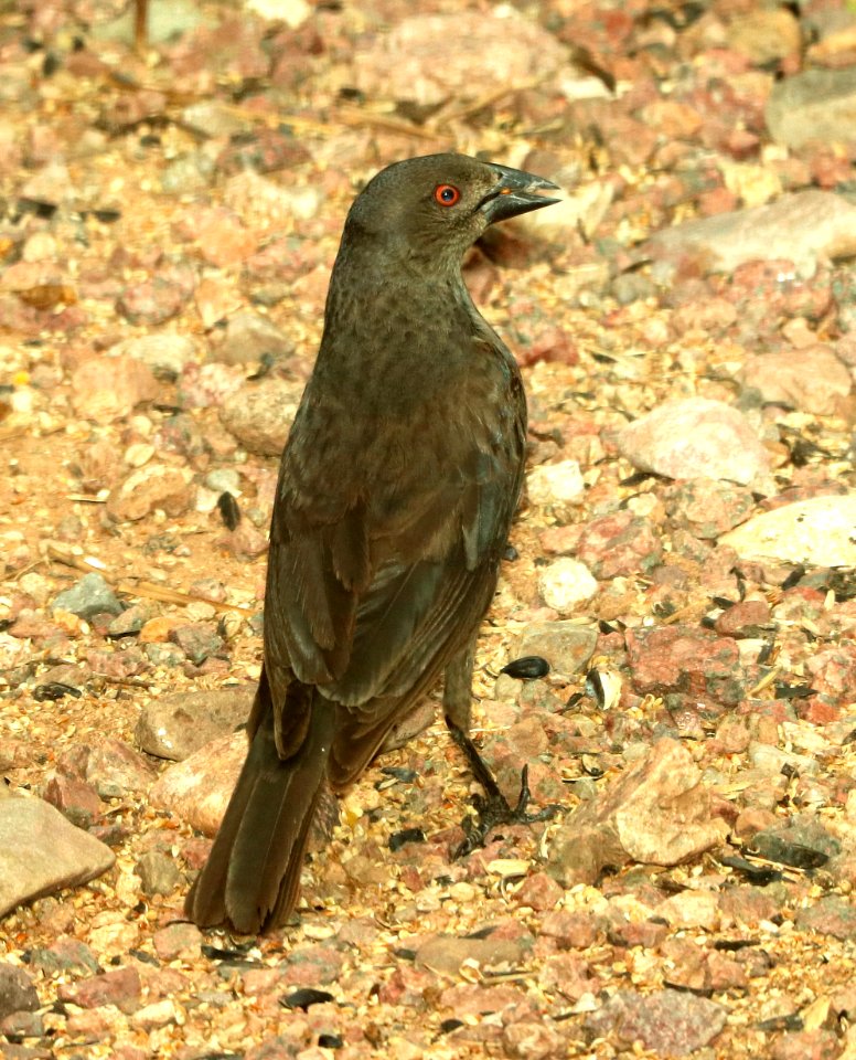 941 - BRONZED COWBIRD (8-15-2018) 78 circulo montana, lake patagonia ranch estates, santa cruz co, az -05