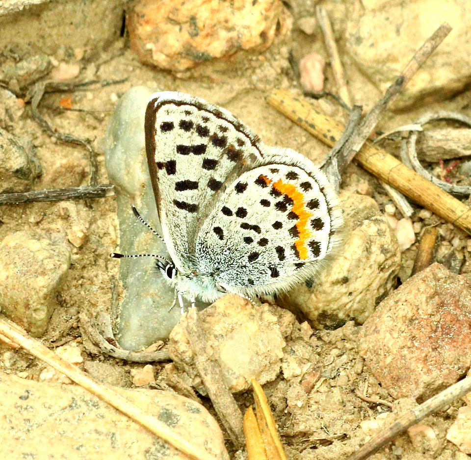 BLUE, sp (Euphilotes battoides group) (6-28-2018) 6900 ft, 18.5 m nw of haley, blaine co, id (2)