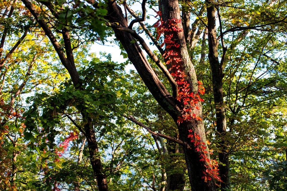 Virginia Creeper... an Early Fall Color