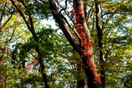 Virginia Creeper... an Early Fall Color photo