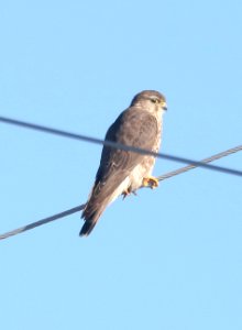 551 - MERLIN (2-25-2017) patagonia lake, santa cruz co, az -01