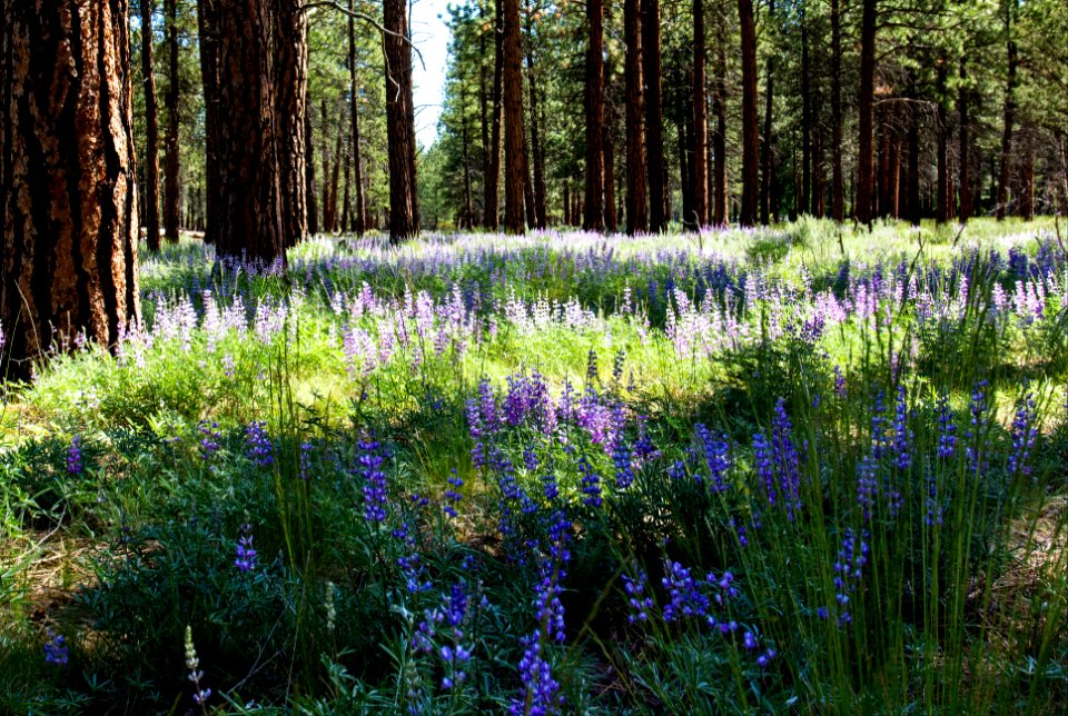 Metolius Preserve wildflowers