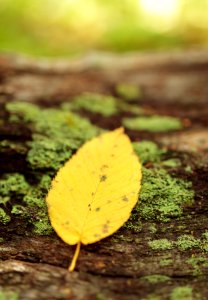 Early Fall - Compton Gap Trail photo