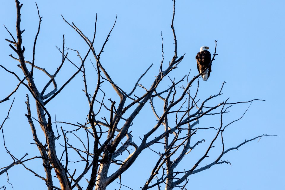 Bald eagle in a tree near bison carcass