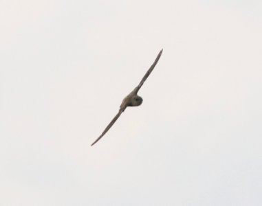 485 - VAUX'S SWIFT (9-13-2020) san rafael grasslands, santa cruz co, az -12
