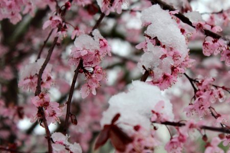 Snow on flowering plum trees photo