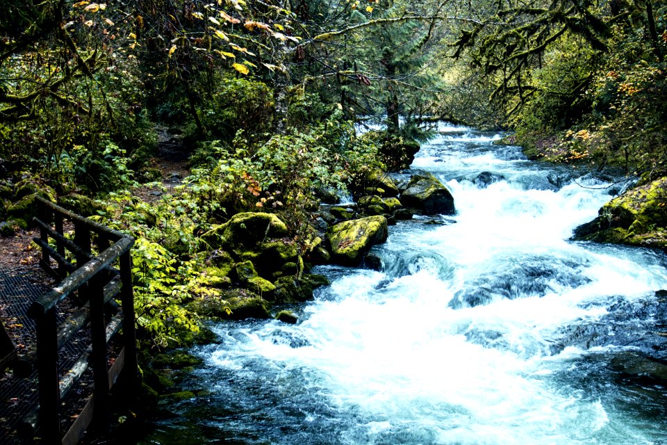 Sweet Creek Hiking Trail, Oregon