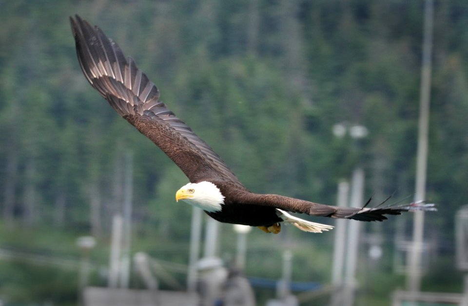 212 - BALD EAGLE (6-28-2016) whittier, alaska (9)