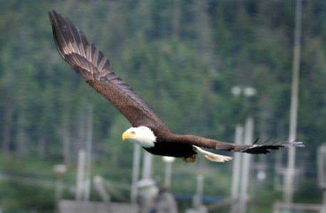 212 - BALD EAGLE (6-28-2016) whittier, alaska (9)