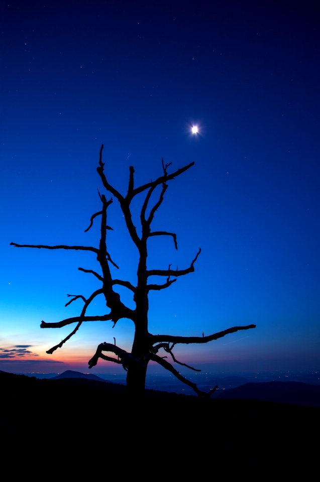 Snag at Little Devils Stairs Overlook photo