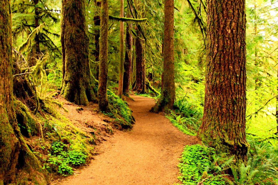 Drift Creek Falls Hiking Trail, Oregon
