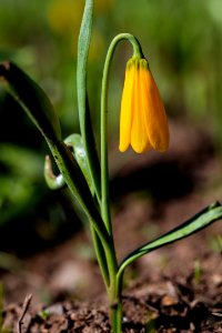 Yellowbells - Fritillaria pudica