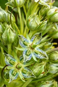 Green Gentian - Frasera speciosa