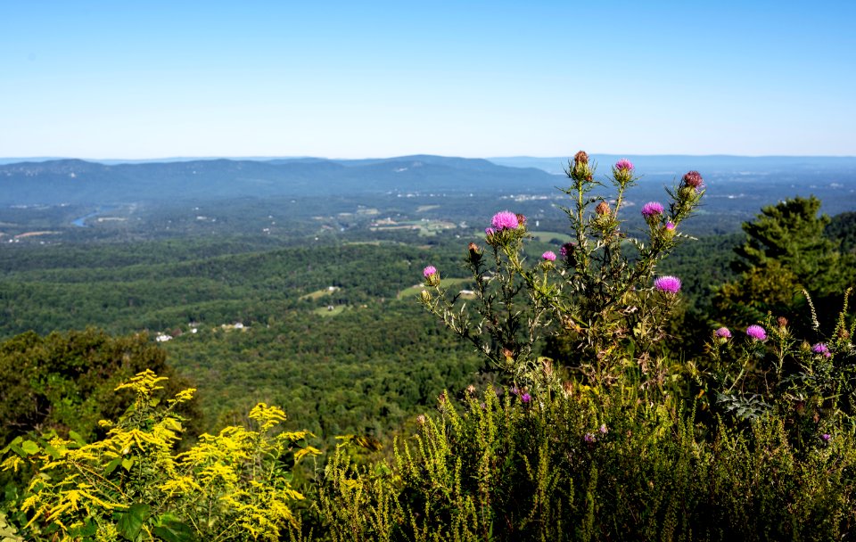 Blooming Thistles and Goldenrod